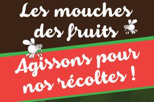 bandeau les mouches des fruits