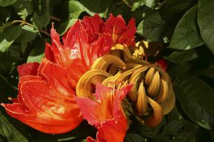 tulipier du Gabon